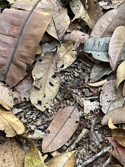 Hoplomutilla