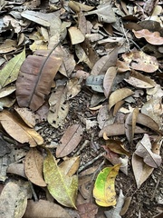 Hoplomutilla