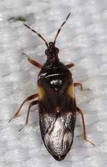 Anthocoris