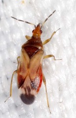 Anthocoris