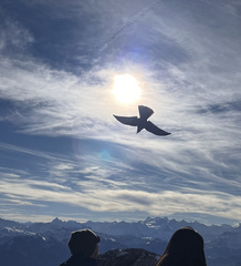 Pyrrhocorax graculus