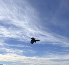 Pyrrhocorax graculus