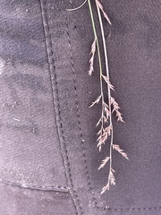 Eragrostis