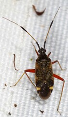 Closterotomus biclavatus