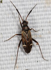 Cremnocephalus alpestris