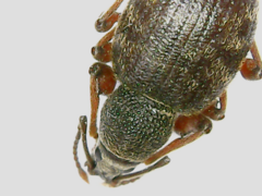 Otiorhynchus rotundus