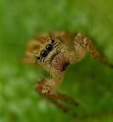 Carrhotus viduus