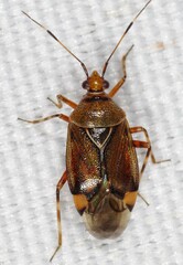 Deraeocoris flavilinea