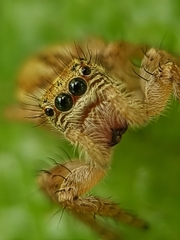 Carrhotus viduus