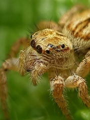 Carrhotus viduus