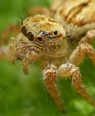 Carrhotus viduus