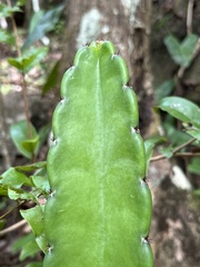 Cereus hexagonus