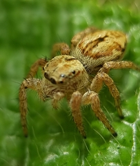 Carrhotus viduus