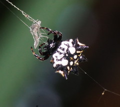 Gasteracantha sacerdotalis