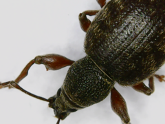 Otiorhynchus rotundus