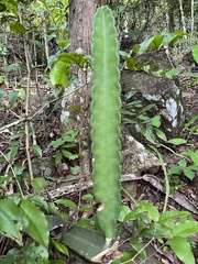 Cereus hexagonus