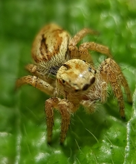 Carrhotus viduus