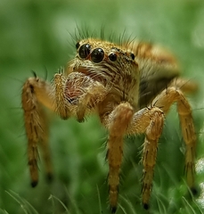 Carrhotus viduus