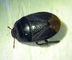 Macroscytus brunneus