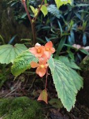 Begonia sutherlandii