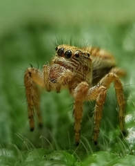 Carrhotus viduus