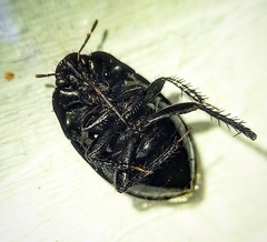 Macroscytus brunneus