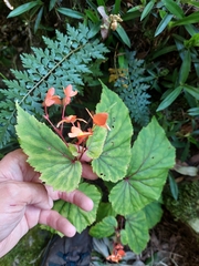 Begonia sutherlandii