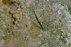 Hydrometra stagnorum