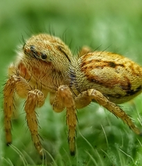 Carrhotus viduus