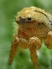 Carrhotus viduus