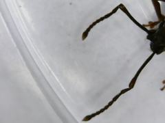 Otiorhynchus rotundus