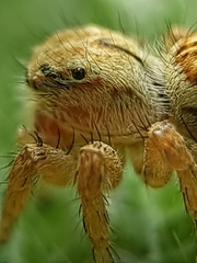 Carrhotus viduus