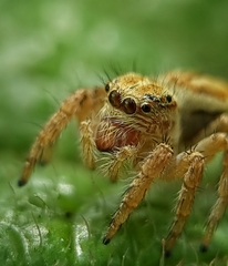 Carrhotus viduus