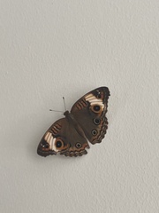 Junonia zonalis
