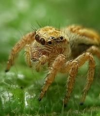 Carrhotus viduus