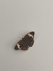 Junonia zonalis