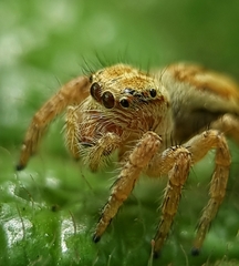 Carrhotus viduus