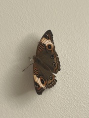 Junonia zonalis
