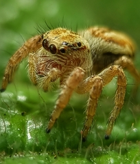 Carrhotus viduus