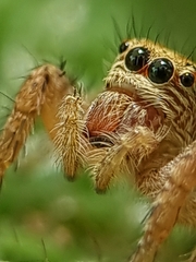 Carrhotus viduus