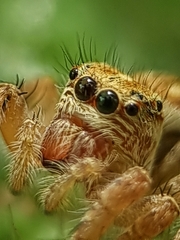 Carrhotus viduus