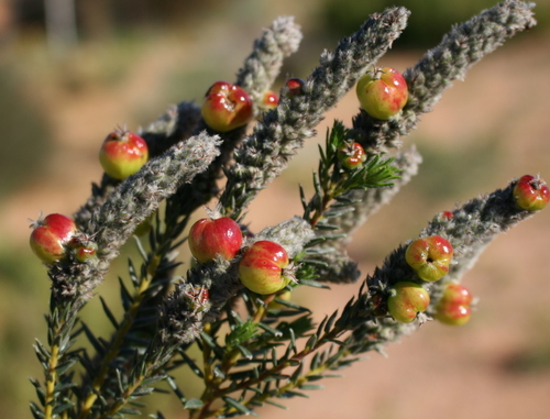 Phylica cylindrica