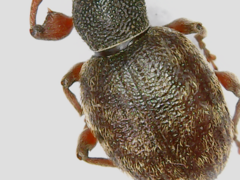 Otiorhynchus rotundus