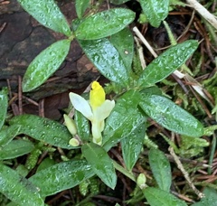 Polygaloides chamaebuxus