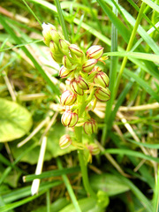 Orchis anthropophora