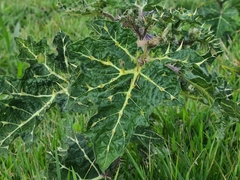 Solanum palinacanthum