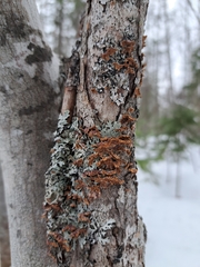 Punctularia strigosozonata