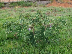 Solanum palinacanthum