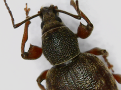 Otiorhynchus rotundus