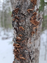 Punctularia strigosozonata